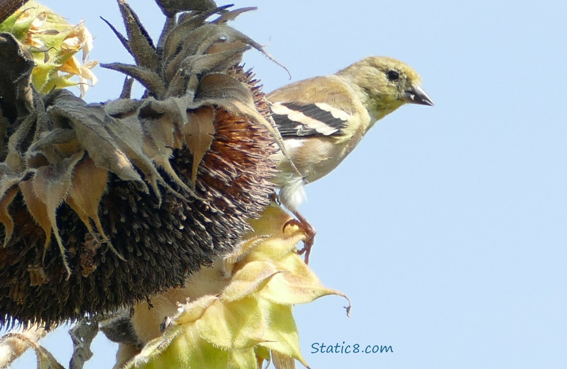 Goldfinch looking from behind a spent Sunflower head