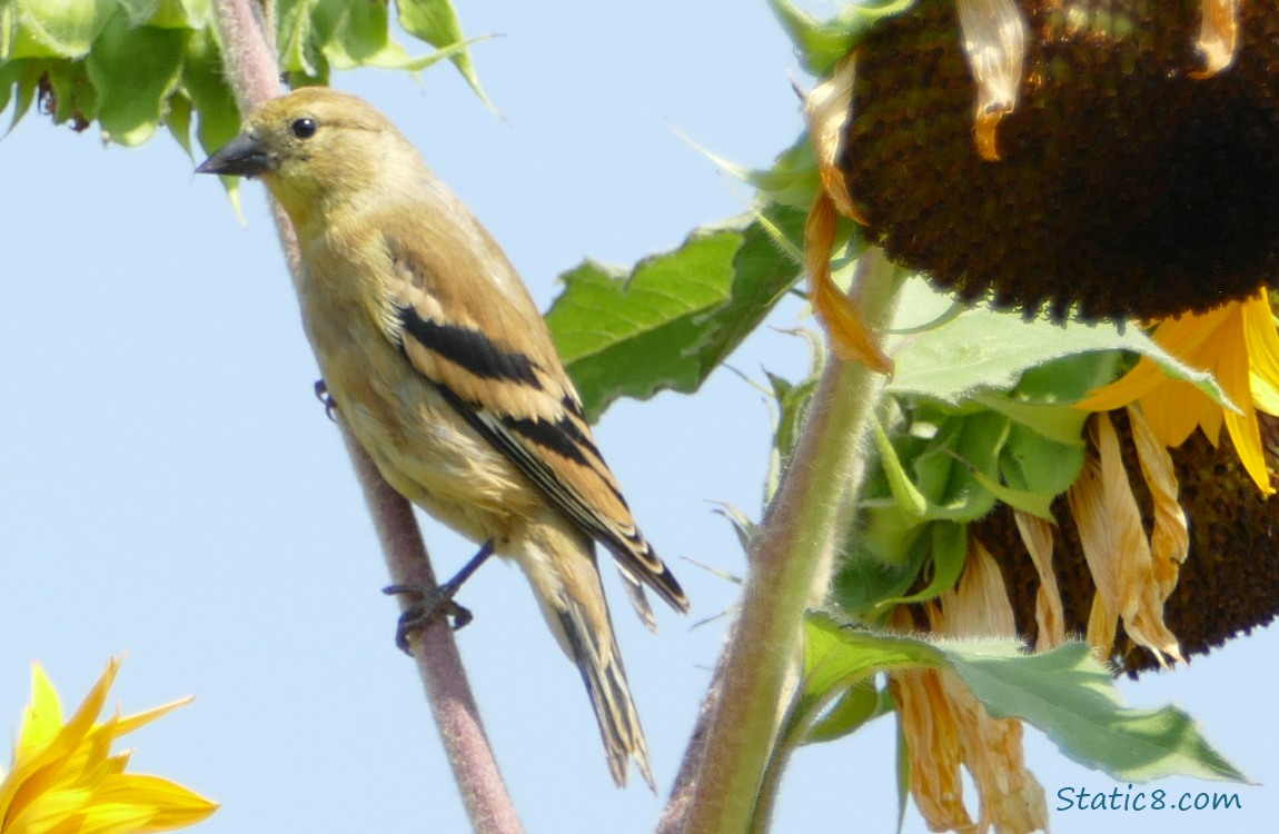 Goldfinch standing on a sunflower stalk