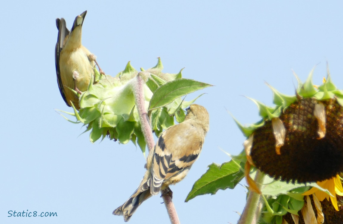 Upside down Goldfinch behind a sunflower seed head