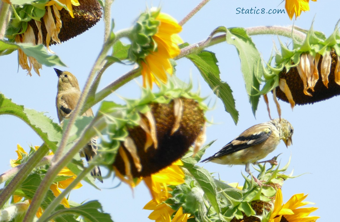 Two Goldfinches standing on sunflowers