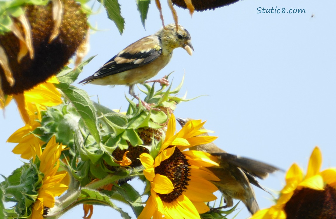 Goldfinch with a sunflower seed in his mouth