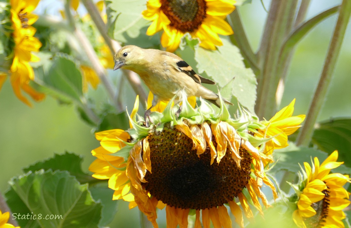 Goldfinch standing on a sunflower bloom