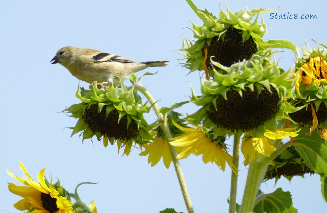 Goldfinch standing on a sunflower seed head