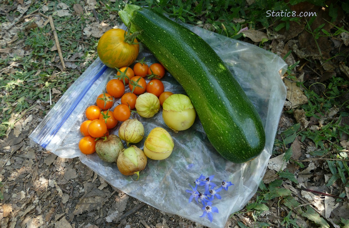 Harvested Veggies laying on a ziplock bag on the ground