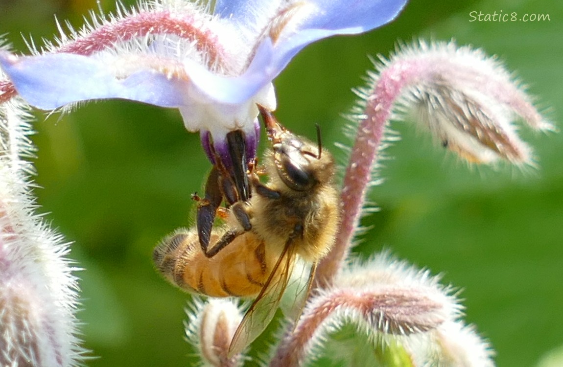 Honey Bee hanging from a Borage bloom