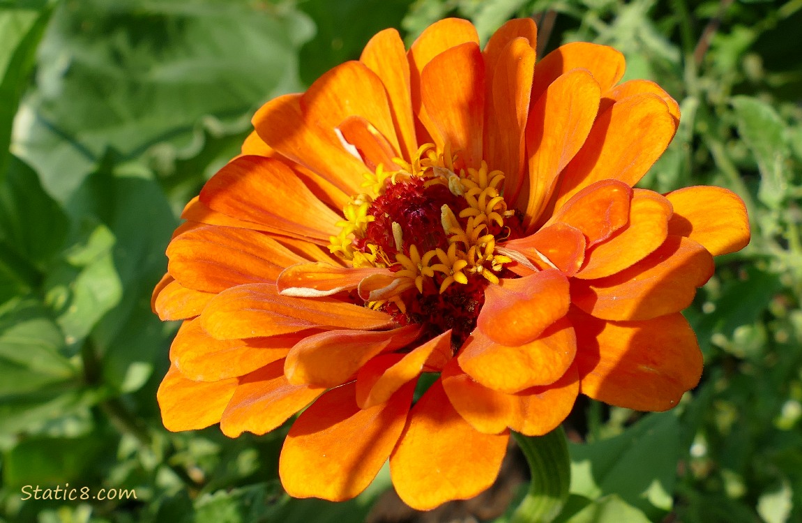 Orange Zinnia bloom