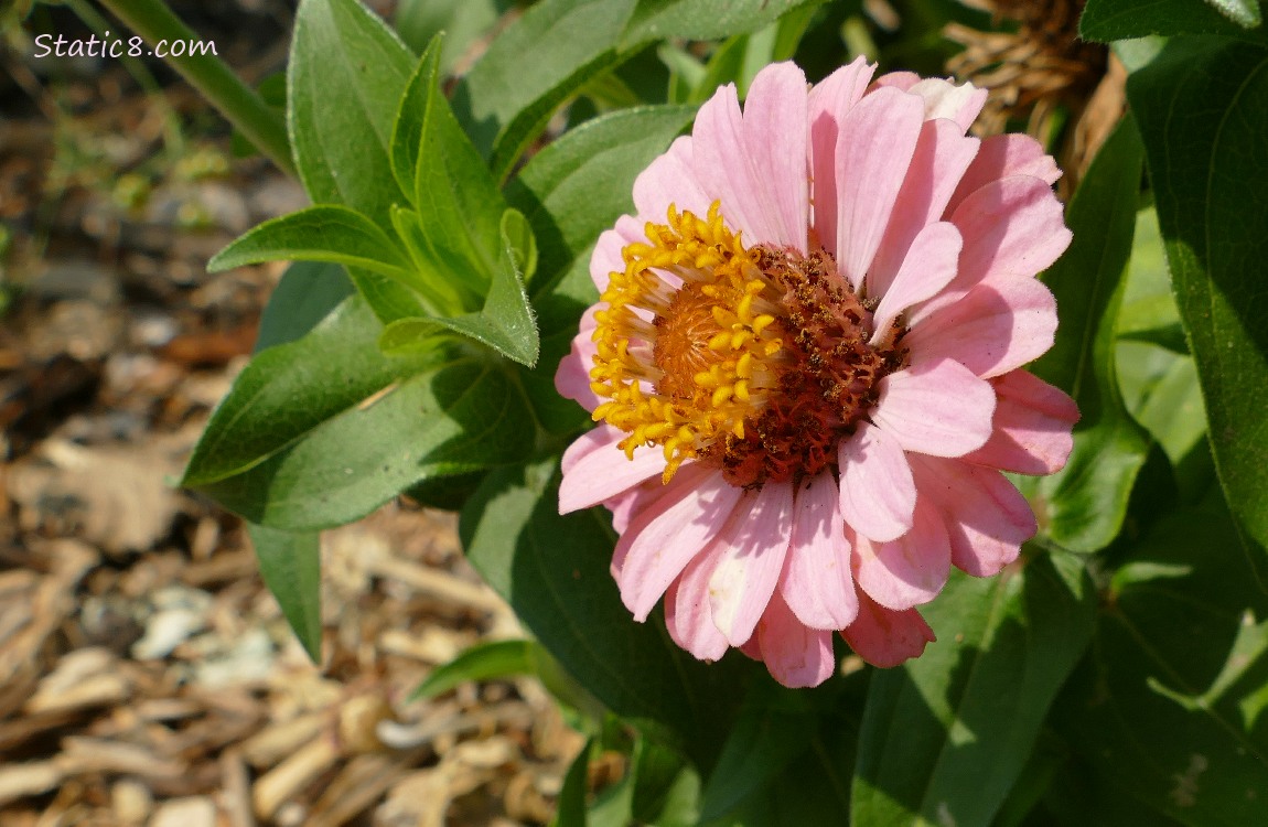 Pink Zinnia bloom