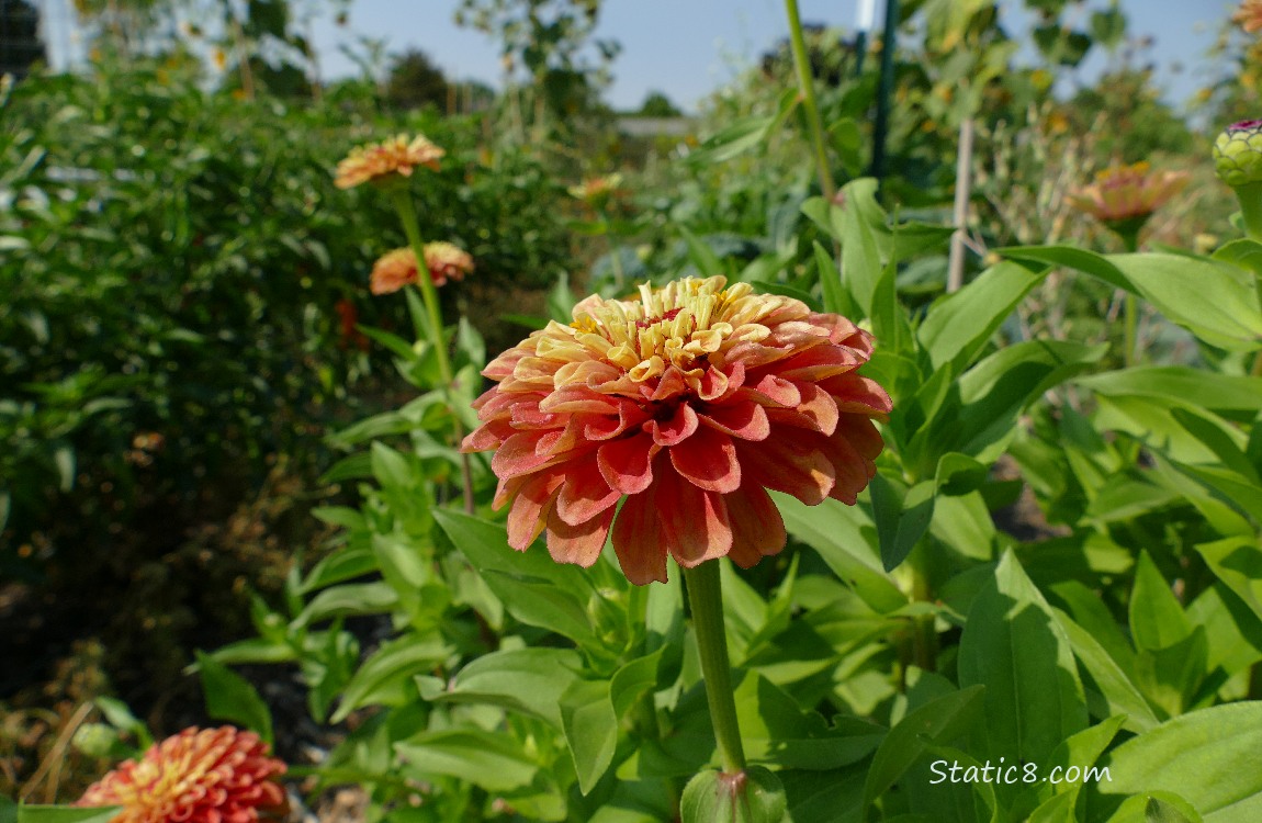 Zinnia blooms