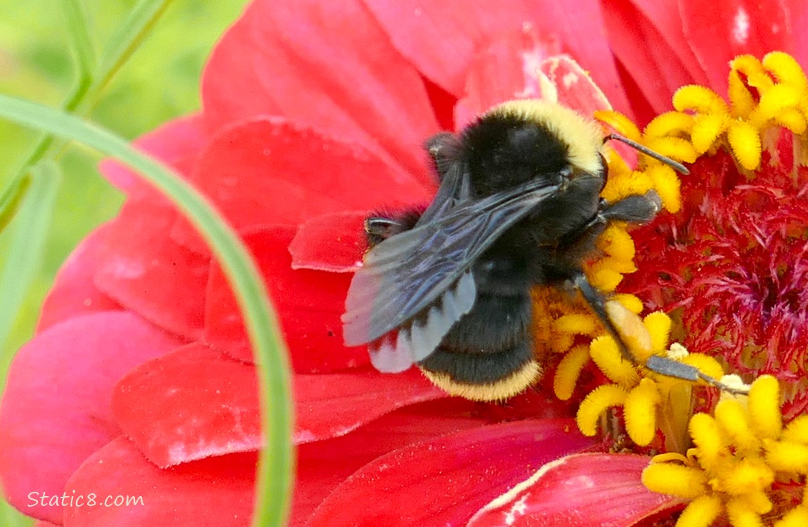 Bumblebee in a red Zinnia