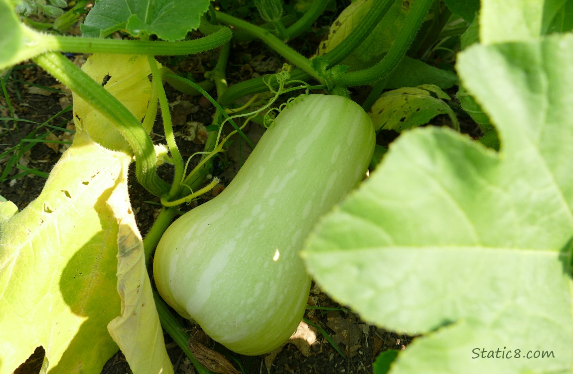 Butternut squash ripening under the leaves of the plant