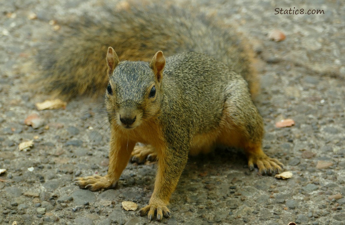Squirrel standing on the sidewalk