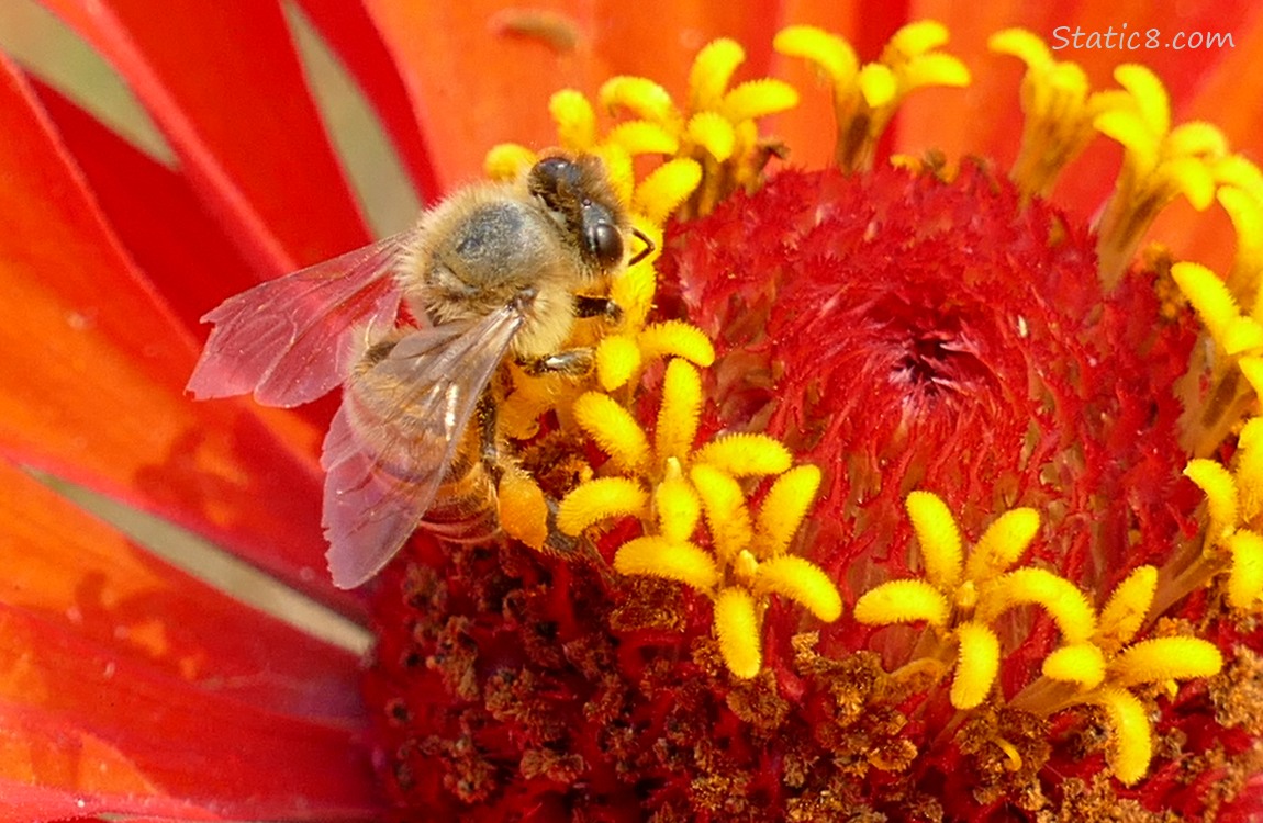 Honey Bee in a red Zinnia bloom