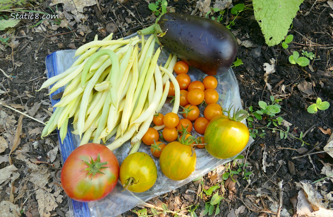 Harvested veggies laying on a ziplock bag on the ground