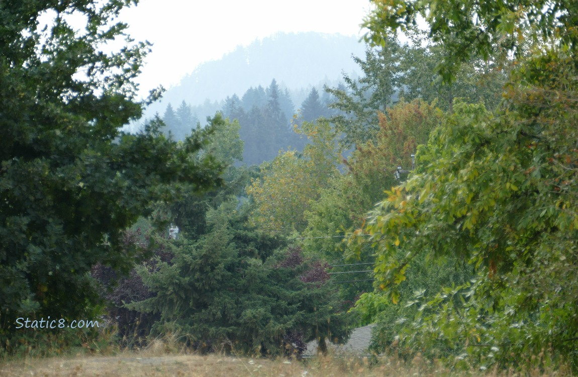 Trees on the hill in the distance
