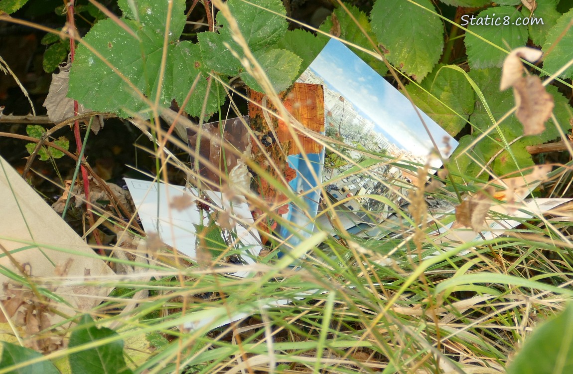 postcards laying in the grass