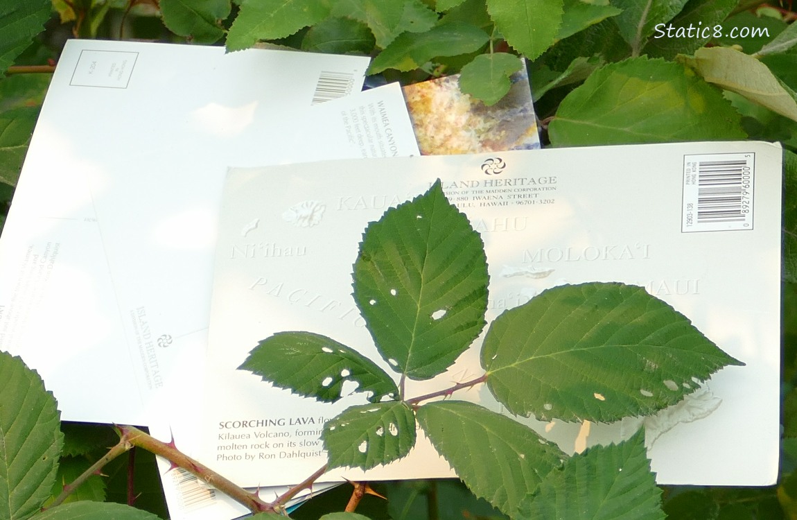 Postcards littered in a thorny bush