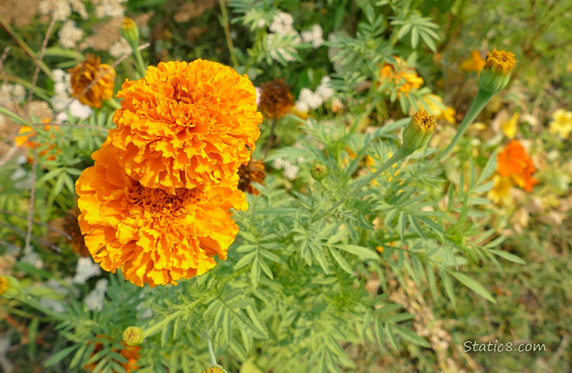 Marigold blooms and leaves