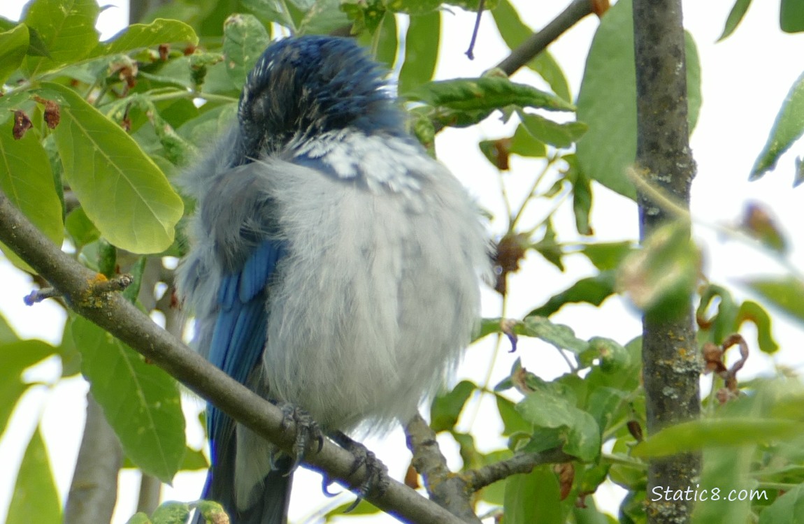 Scrub Jay preening in a tree