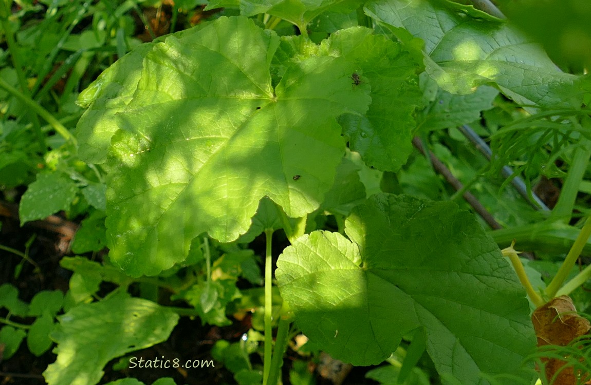 Unknown plant, leaves shaded