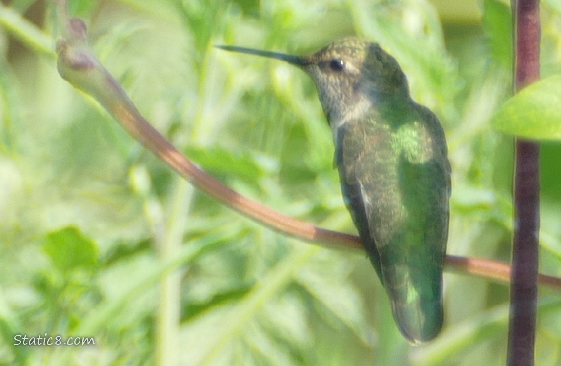 Anna Hummingbird standing on a bean branch