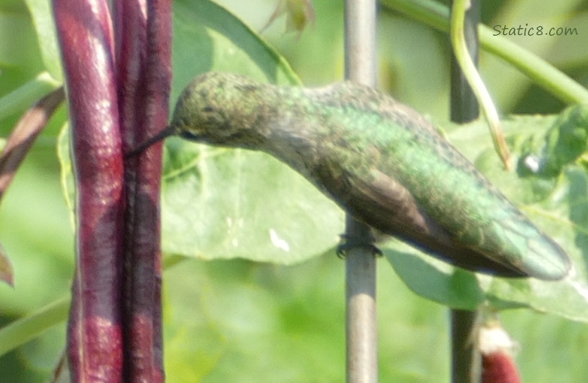 Anna Hummingbird standing on a wire trellis, poking purple beans with his beak