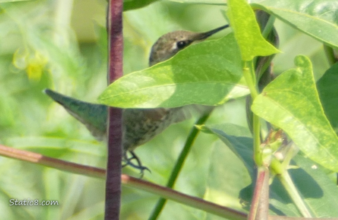 Anna Hummingbird behind bean leaves