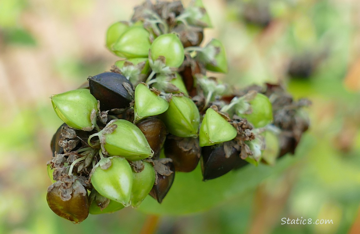 Buckwheat seeds in green and brown as they ripen on the plant