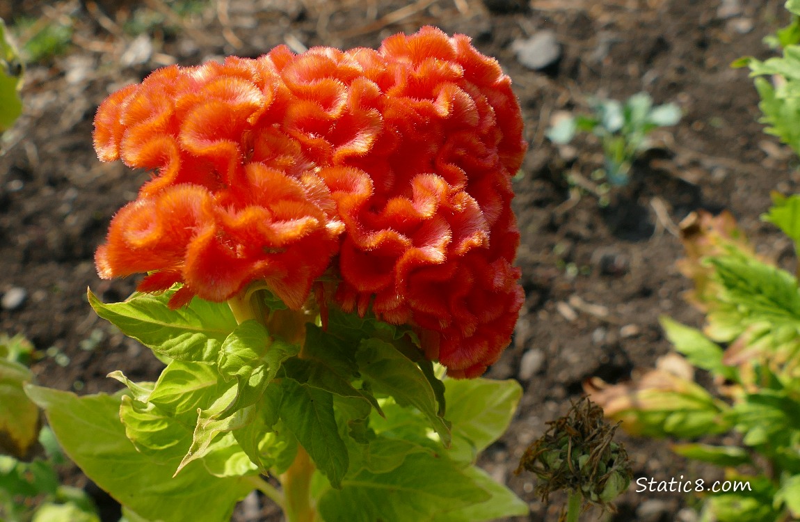 an orange coloured Cockscomb bloom