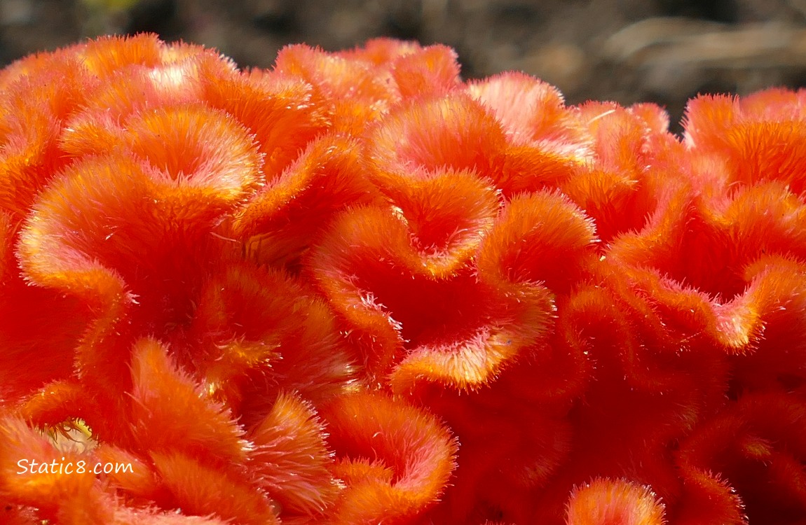 close up of orange Cockscomb bloom