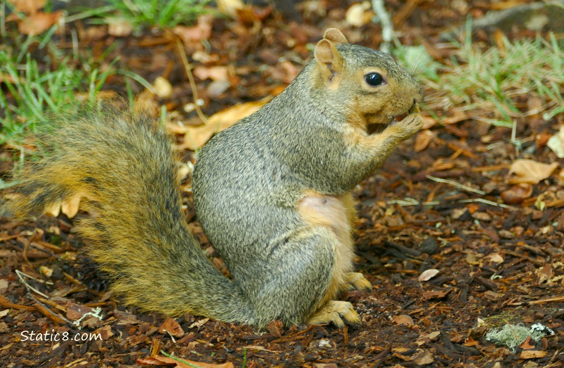 Squirrel standing on the ground eating a nut