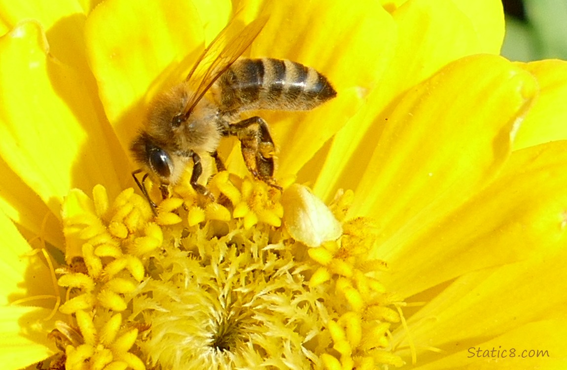 Honey Bee in a yellow Zinnia