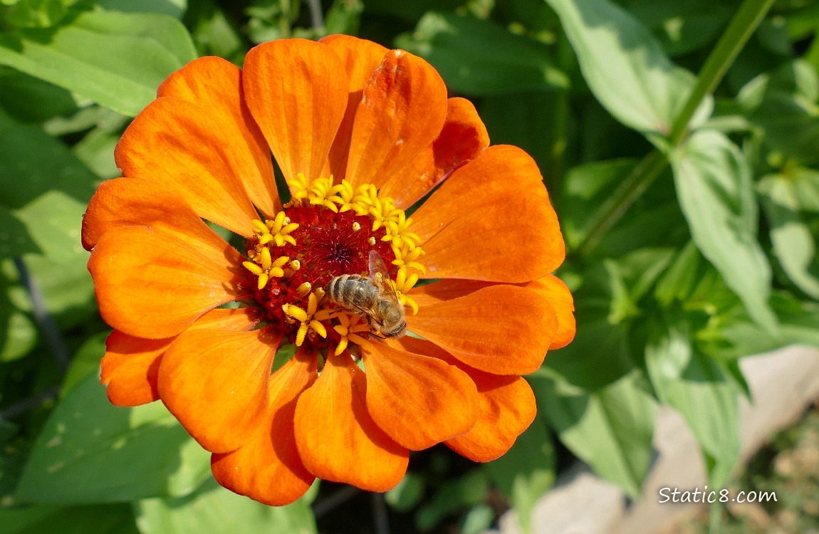 Honey Bee in an orange Zinnia bloom