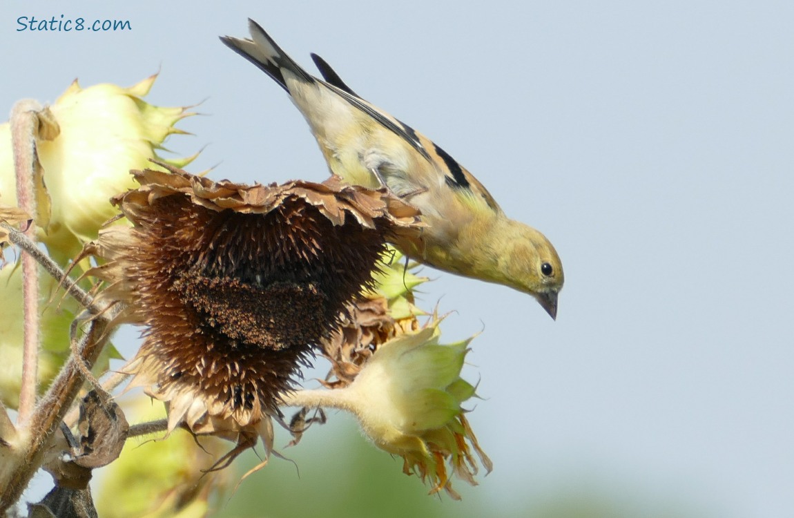 Goldfinch standing on a spent sunflower seed head