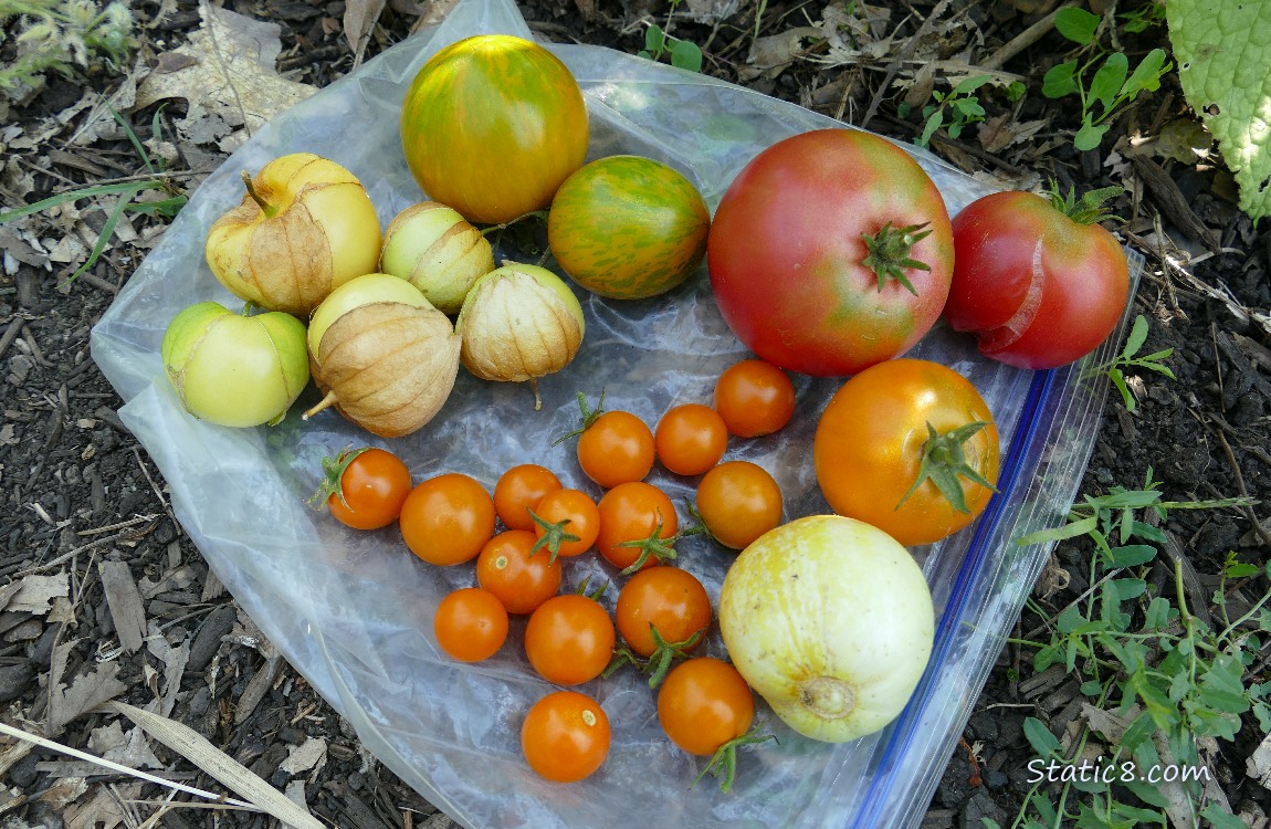 Harvested veggies laying on a ziplock bag on the ground