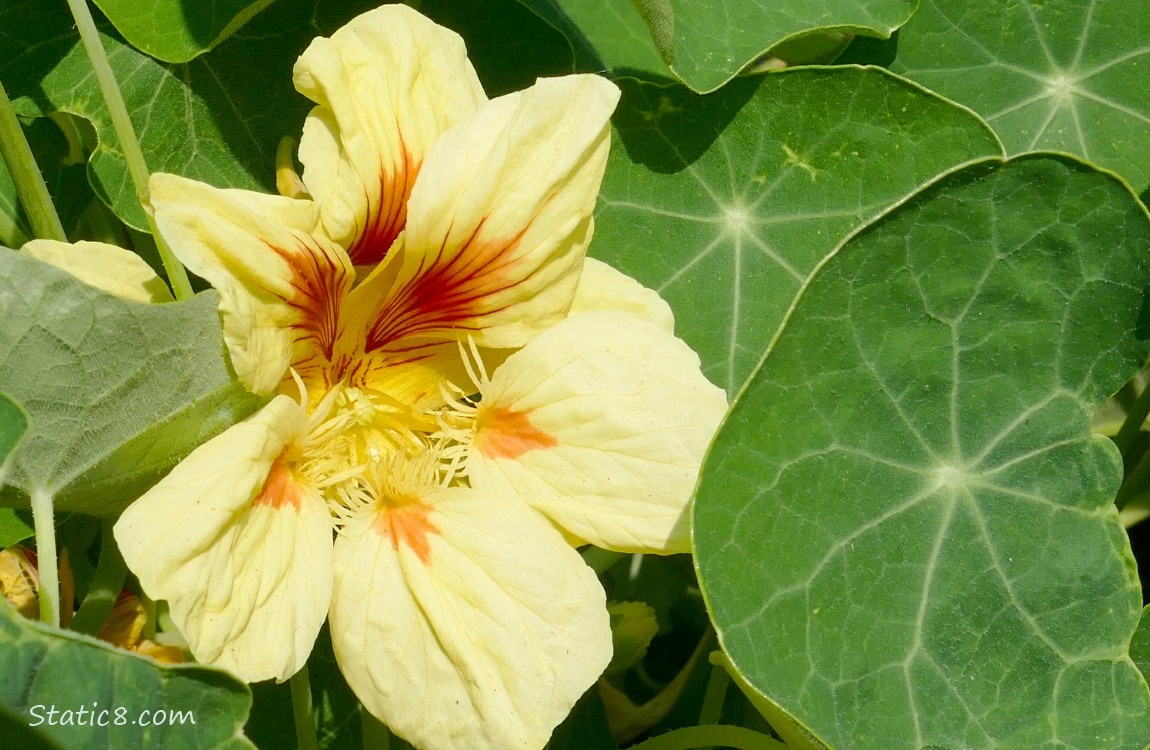 Pale yellow Nasturtium bloom