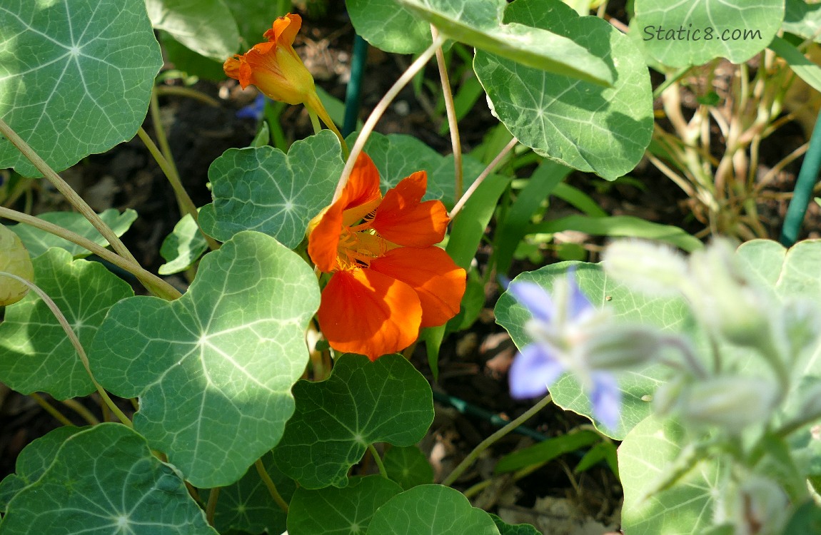 Orange Nasturtiums blooms