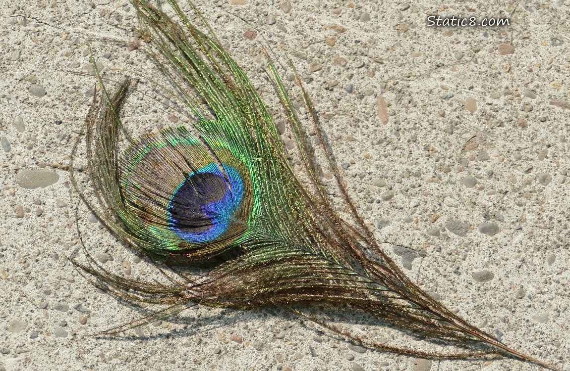 Peacock feather laying on the sidewalk
