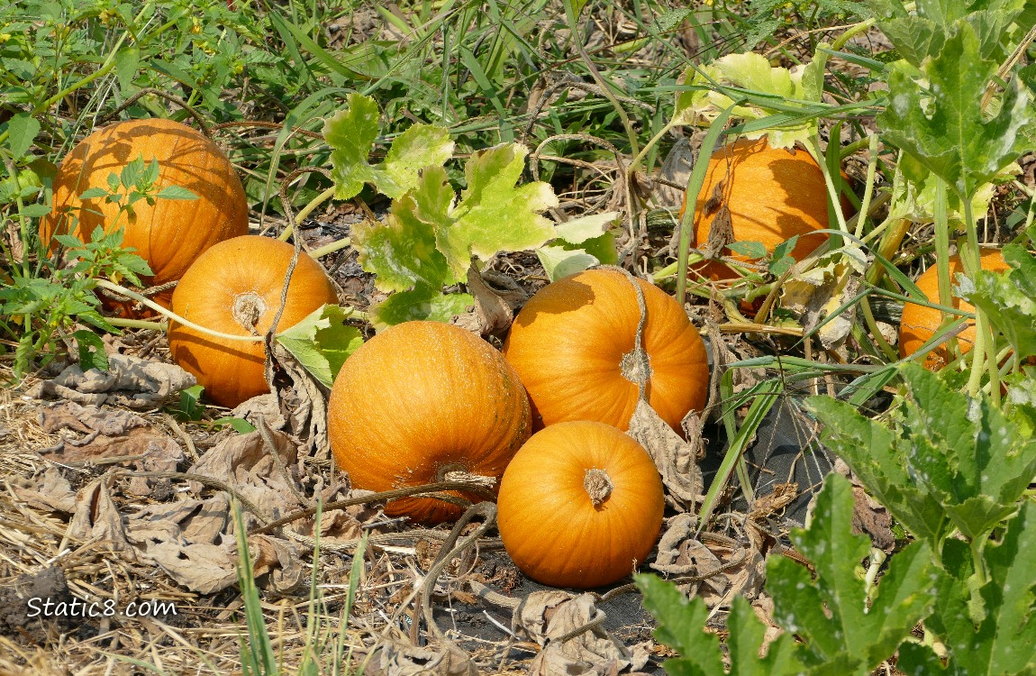 Pumpkins on the vine