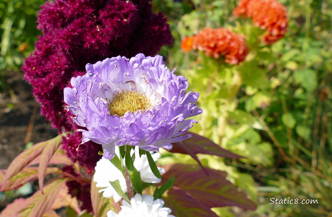 Lavender coloured flower in front of a red amaranth
