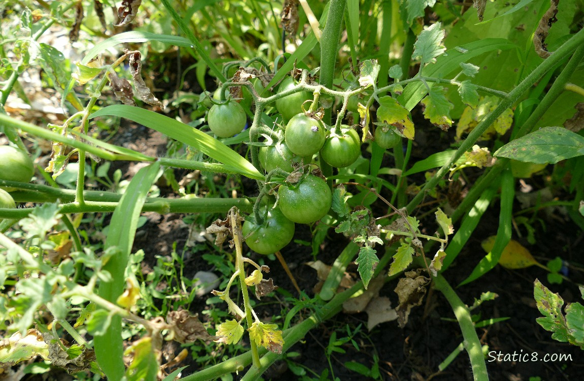 Tomato plant