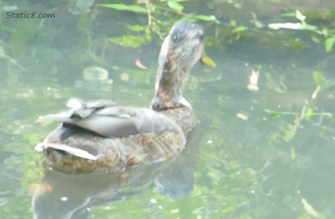 Blurry duck paddling on the water