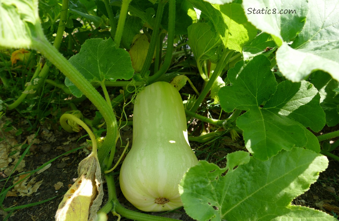 Butternut squash ripening under the leaves