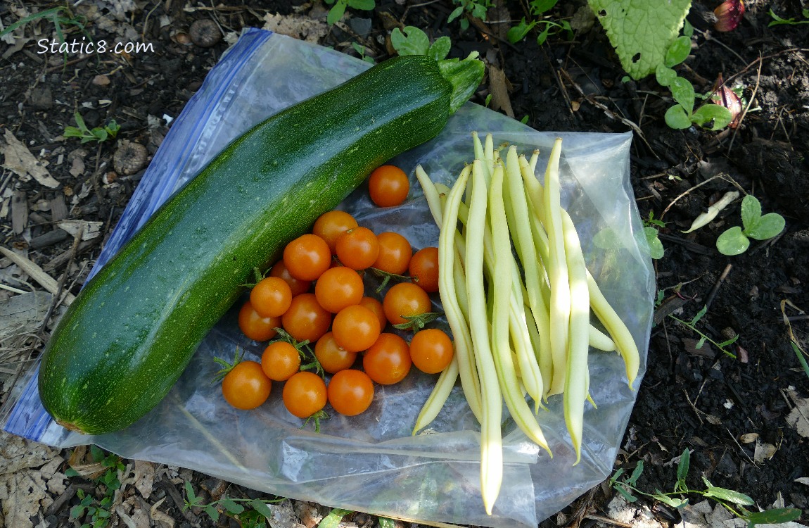 Harvested veggies laying on a ziplock bag on the ground