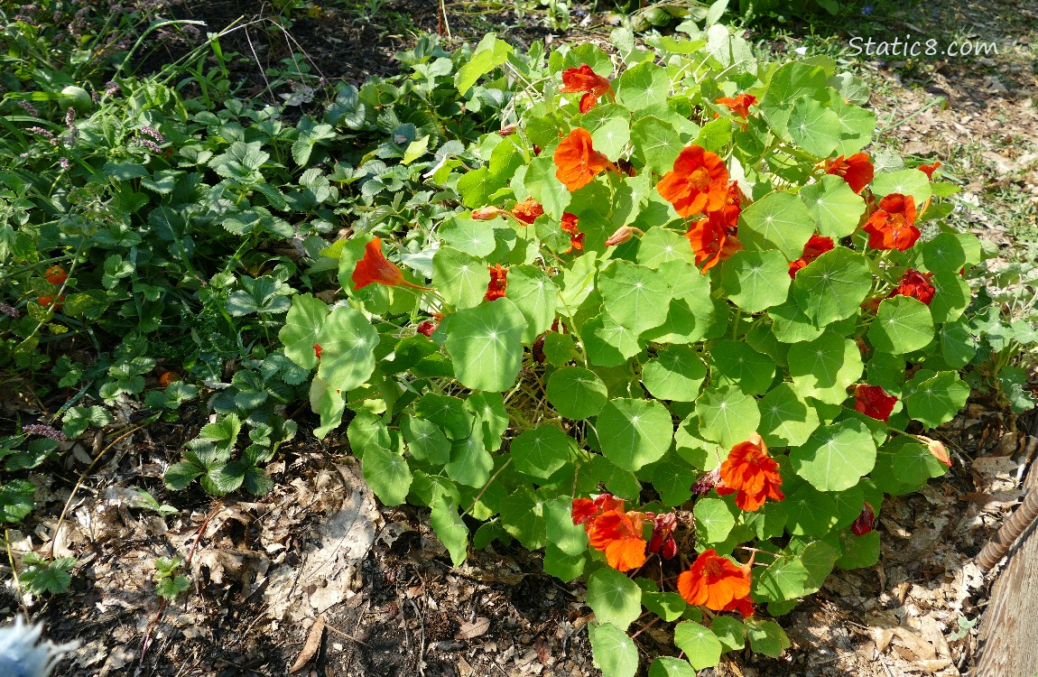 Nasturtium plant with red blooms