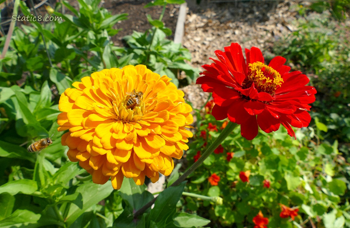 Two honey bees and two zinnia blooms