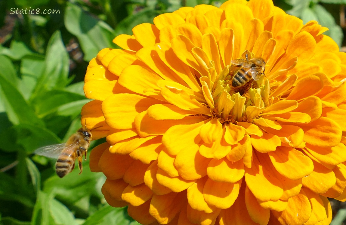 Two honey bees and a yellow zinnia bloom