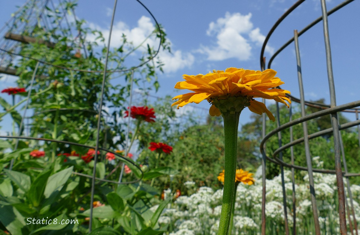 Yellow Zinnia bloom and the blue sky