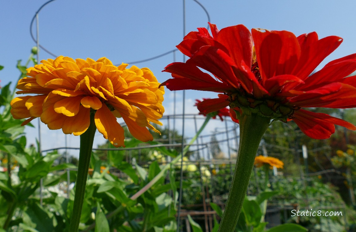 Two Zinnia blooms in front of the blue sky