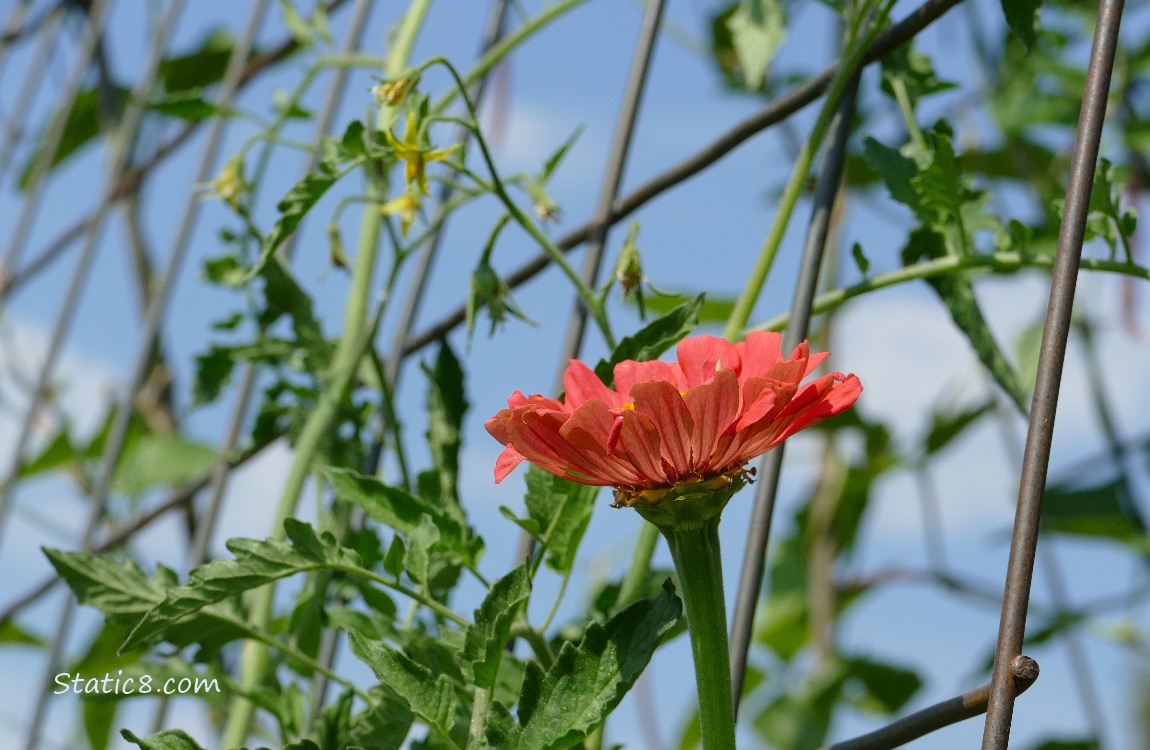 Pink Zinnia bloom with some tomato blooms, and the blue sky