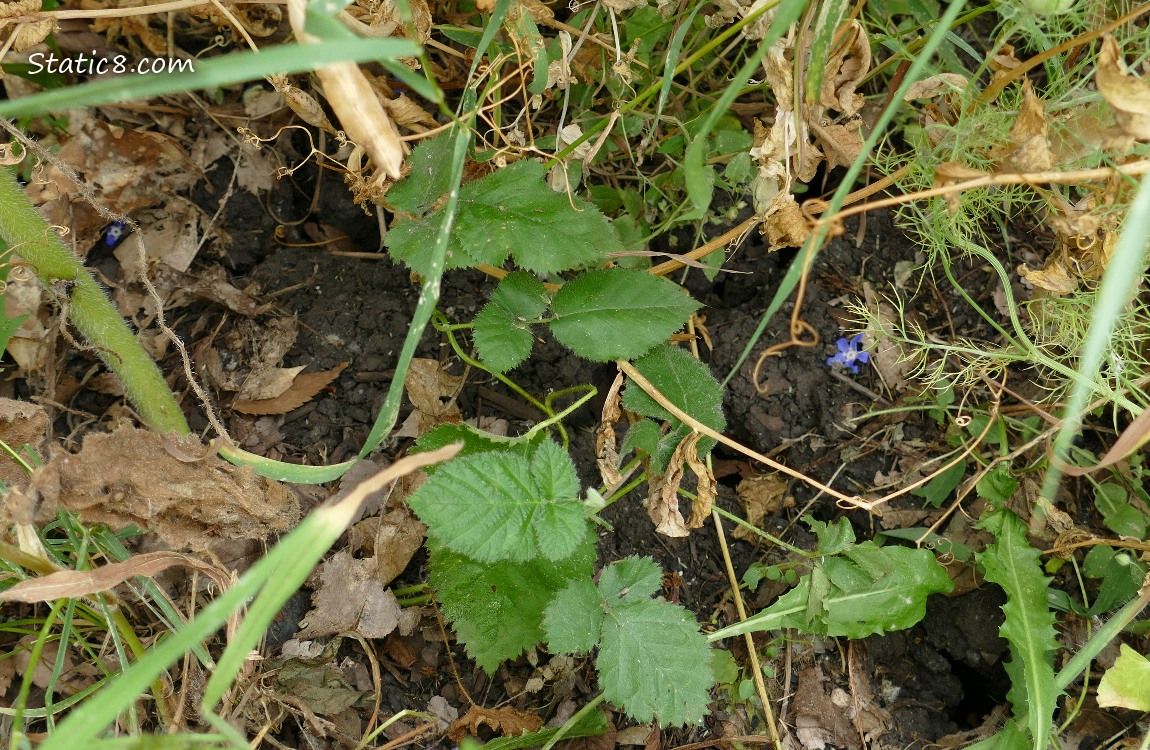 Small Blackberry plants growing in the dirt